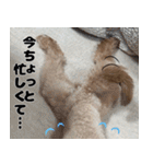 クマプーの茶々 2（個別スタンプ：5）