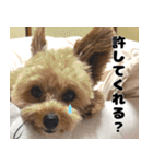 クマプーの茶々 2（個別スタンプ：6）