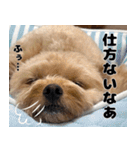 クマプーの茶々 2（個別スタンプ：7）