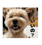 クマプーの茶々 2（個別スタンプ：8）