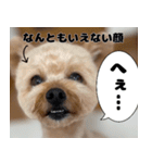 クマプーの茶々 2（個別スタンプ：9）