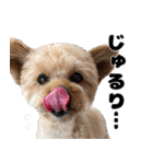 クマプーの茶々 2（個別スタンプ：10）