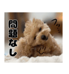 クマプーの茶々 2（個別スタンプ：13）