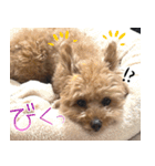 クマプーの茶々 2（個別スタンプ：14）
