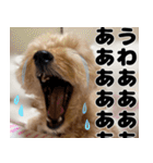 クマプーの茶々 2（個別スタンプ：15）