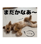 クマプーの茶々 2（個別スタンプ：16）