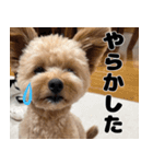 クマプーの茶々 2（個別スタンプ：17）