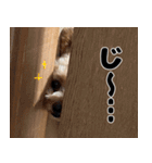 クマプーの茶々 2（個別スタンプ：19）
