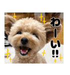 クマプーの茶々 2（個別スタンプ：20）