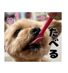 クマプーの茶々 2（個別スタンプ：21）