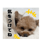 クマプーの茶々 2（個別スタンプ：23）
