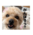 クマプーの茶々 2（個別スタンプ：24）