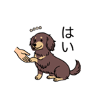名前入りダックスロングチョコイエロー（個別スタンプ：6）