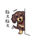 名前入りダックスロングチョコイエロー（個別スタンプ：12）