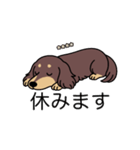 名前入りダックスロングチョコイエロー（個別スタンプ：16）