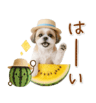 ⚡飛び出すシーズーの「夏」の毎日（個別スタンプ：1）