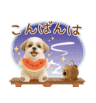 ⚡飛び出すシーズーの「夏」の毎日（個別スタンプ：7）