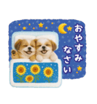 ⚡飛び出すシーズーの「夏」の毎日（個別スタンプ：8）