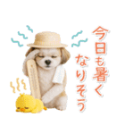 ⚡飛び出すシーズーの「夏」の毎日（個別スタンプ：14）