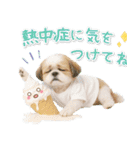 ⚡飛び出すシーズーの「夏」の毎日（個別スタンプ：17）