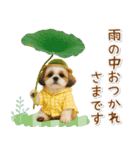 ⚡飛び出すシーズーの「夏」の毎日（個別スタンプ：23）
