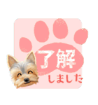 【ヨーキーのおうち】動くよ！Pop-Up（個別スタンプ：16）