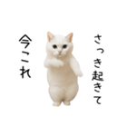 踊る！今これネコミーム（個別スタンプ：1）