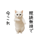 踊る！今これネコミーム（個別スタンプ：2）