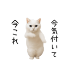 踊る！今これネコミーム（個別スタンプ：3）