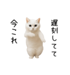 踊る！今これネコミーム（個別スタンプ：4）