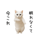 踊る！今これネコミーム（個別スタンプ：5）