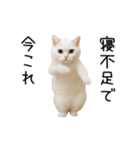 踊る！今これネコミーム（個別スタンプ：6）