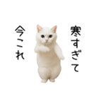 踊る！今これネコミーム（個別スタンプ：8）