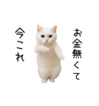 踊る！今これネコミーム（個別スタンプ：11）