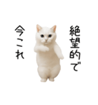 踊る！今これネコミーム（個別スタンプ：12）