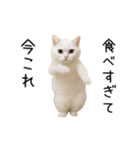 踊る！今これネコミーム（個別スタンプ：13）