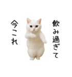 踊る！今これネコミーム（個別スタンプ：14）