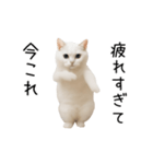 踊る！今これネコミーム（個別スタンプ：16）