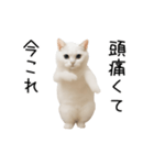 踊る！今これネコミーム（個別スタンプ：17）