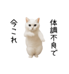 踊る！今これネコミーム（個別スタンプ：18）