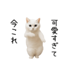 踊る！今これネコミーム（個別スタンプ：19）