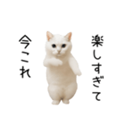 踊る！今これネコミーム（個別スタンプ：21）