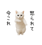 踊る！今これネコミーム（個別スタンプ：22）
