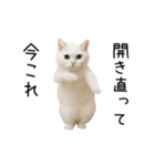 踊る！今これネコミーム（個別スタンプ：23）