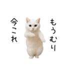 踊る！今これネコミーム（個別スタンプ：24）