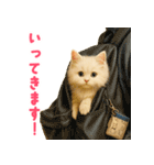 長毛白猫ぬいぐるみの毎日使えるスタンプ（個別スタンプ：6）