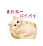 長毛白猫ぬいぐるみの毎日使えるスタンプ（個別スタンプ：10）