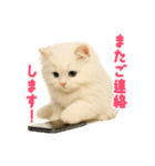 長毛白猫ぬいぐるみの毎日使えるスタンプ（個別スタンプ：11）