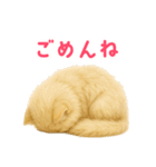 長毛白猫ぬいぐるみの毎日使えるスタンプ（個別スタンプ：16）