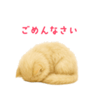 長毛白猫ぬいぐるみの毎日使えるスタンプ（個別スタンプ：17）
